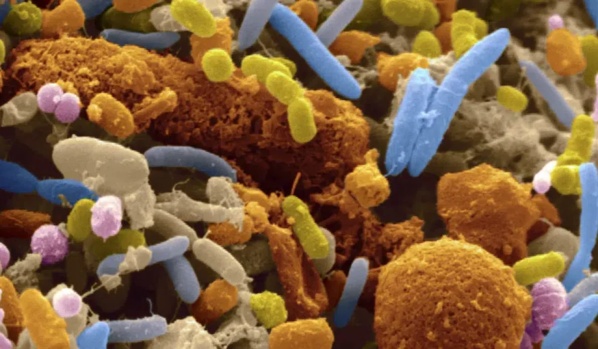 Gut Bacteria